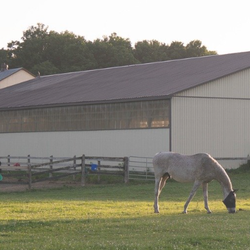 Maplewood Stables