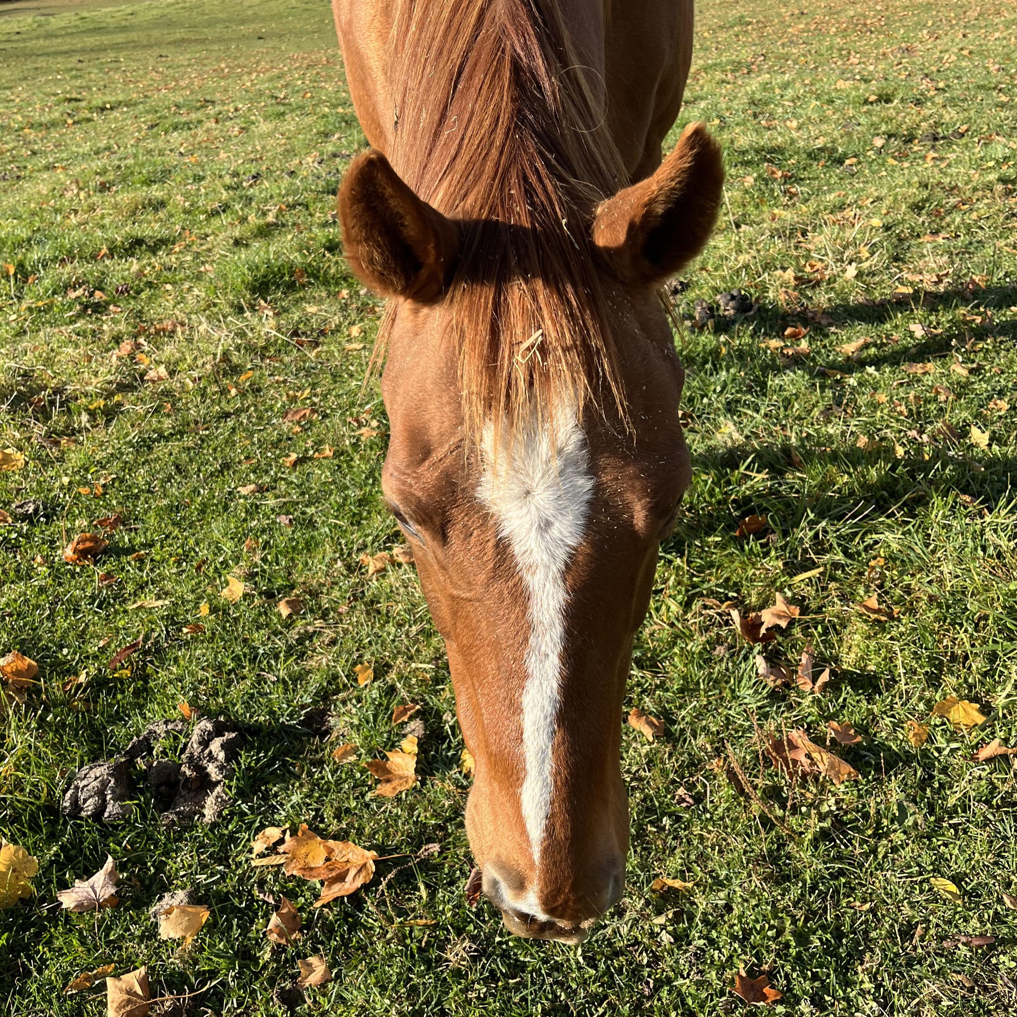 Horseshoe J Dude Ranch